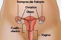 Mi cuerpo